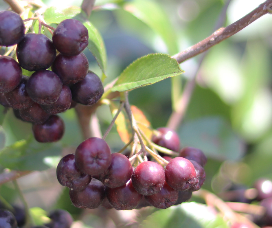 
Does Acai Have Caffeine? Exploring the Energizing Berry
